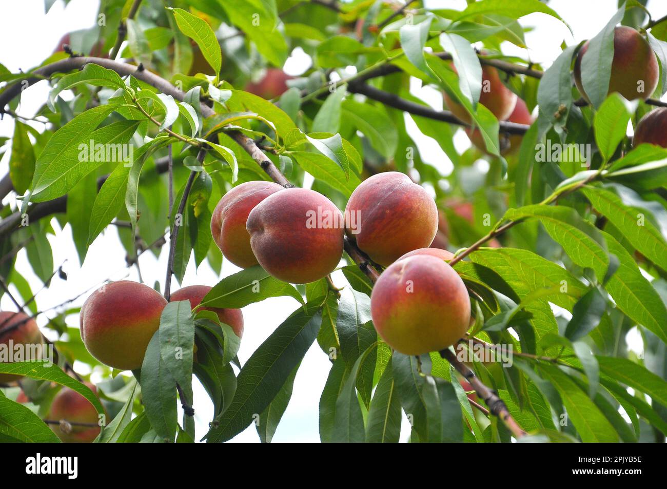 On the branch of a tree with green leaves grow ripe peach fruits Stock ...