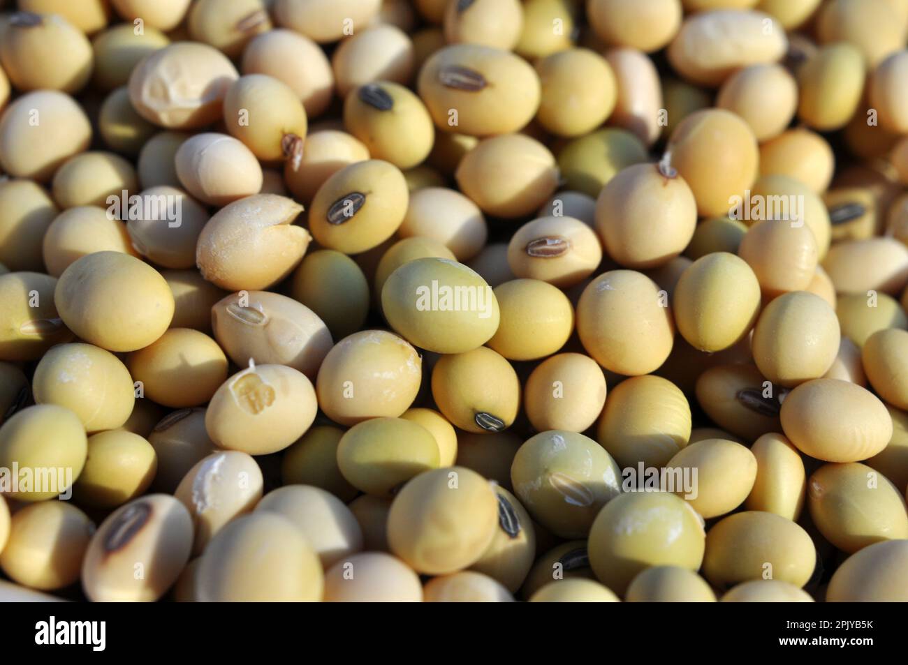 Dry peeled grain of ripe soybeans close up Stock Photo Alamy