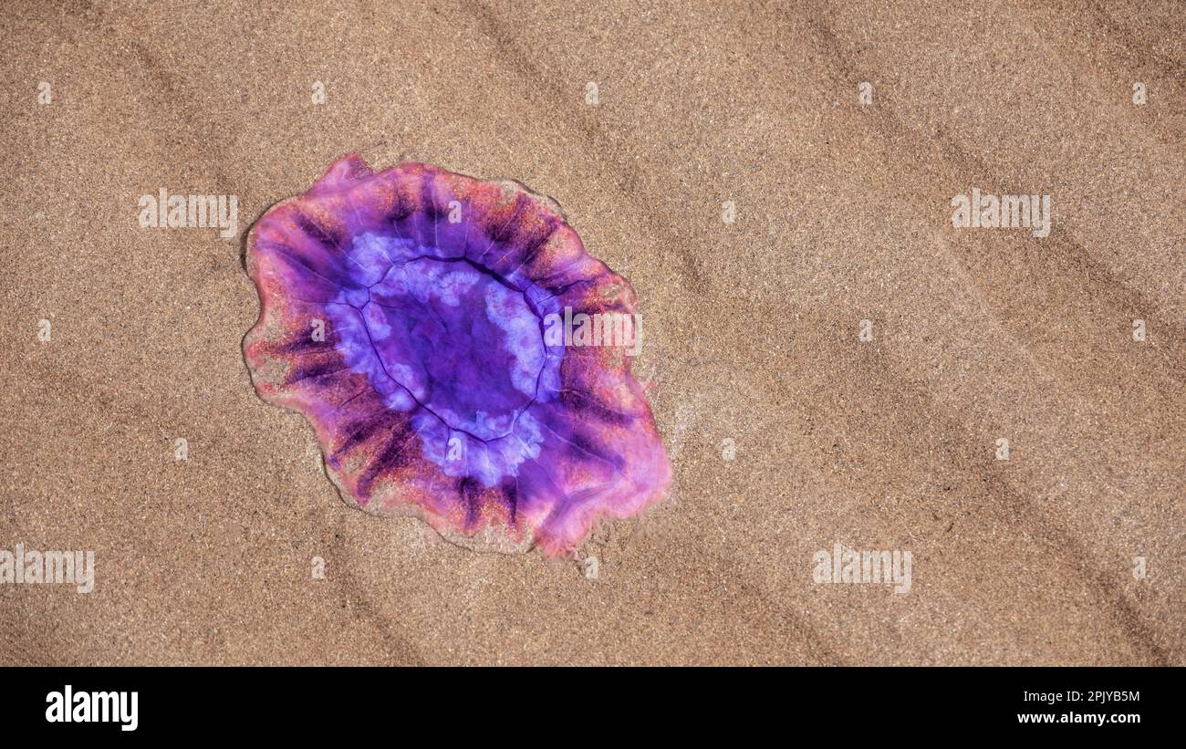 purple jellyfish washed up on a sandy beach 2PJYB5M
