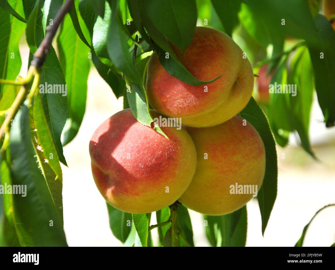 On the branch of a tree with green leaves grow ripe peach fruits Stock ...