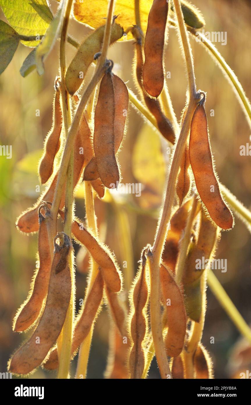 Soybean growth ripe pods hi-res stock photography and images - Alamy