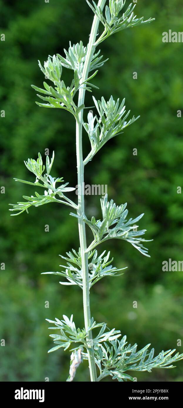 Bitter wormwood (Artemisia absinthium) bush grows in the wild Stock ...