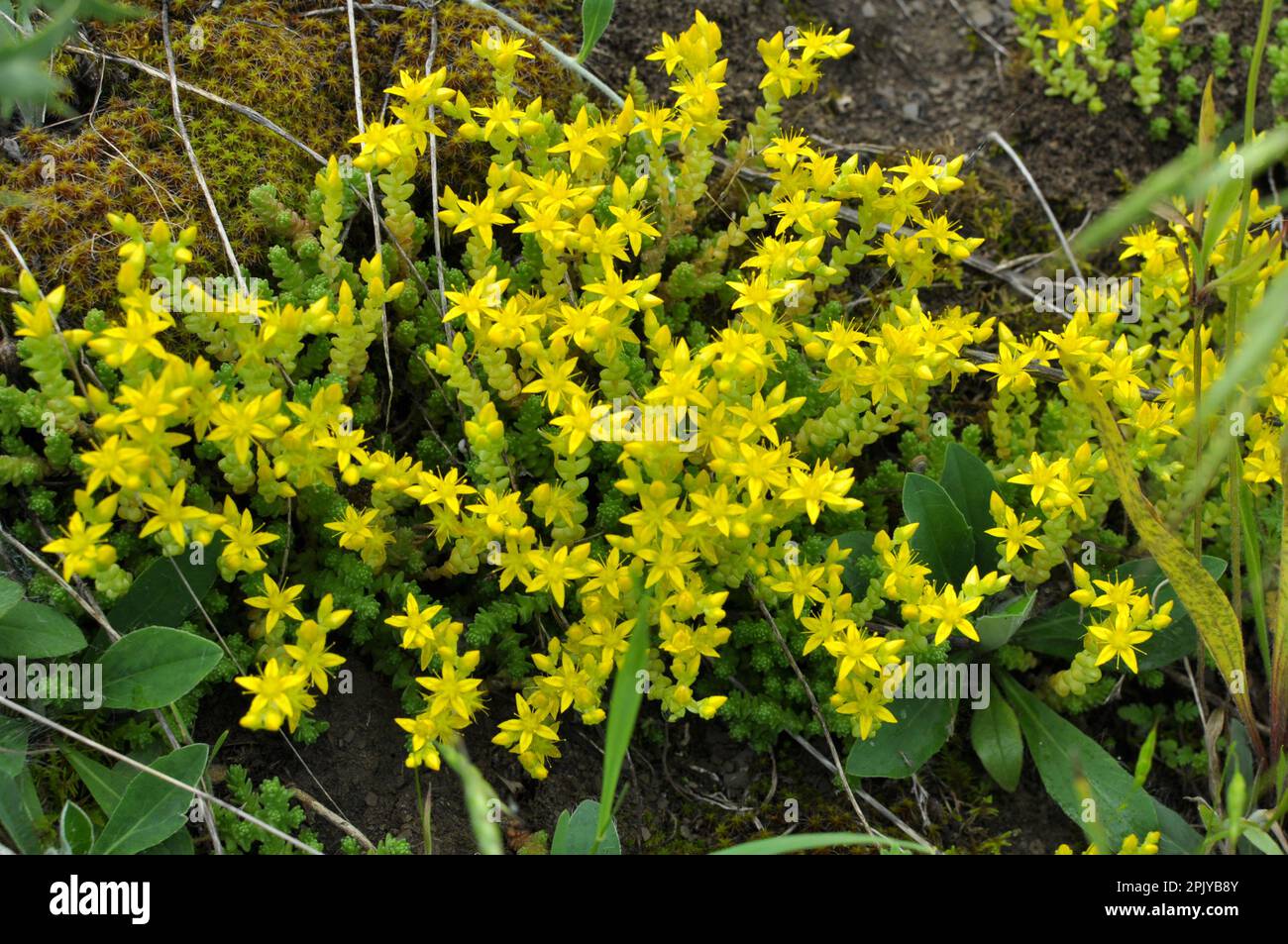 In the wild stonecrop (Sedum acre) grows on rocky soils Stock Photo Alamy