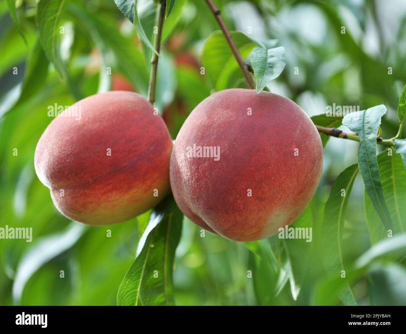 On the branch of a tree with green leaves grow ripe peach fruits Stock ...