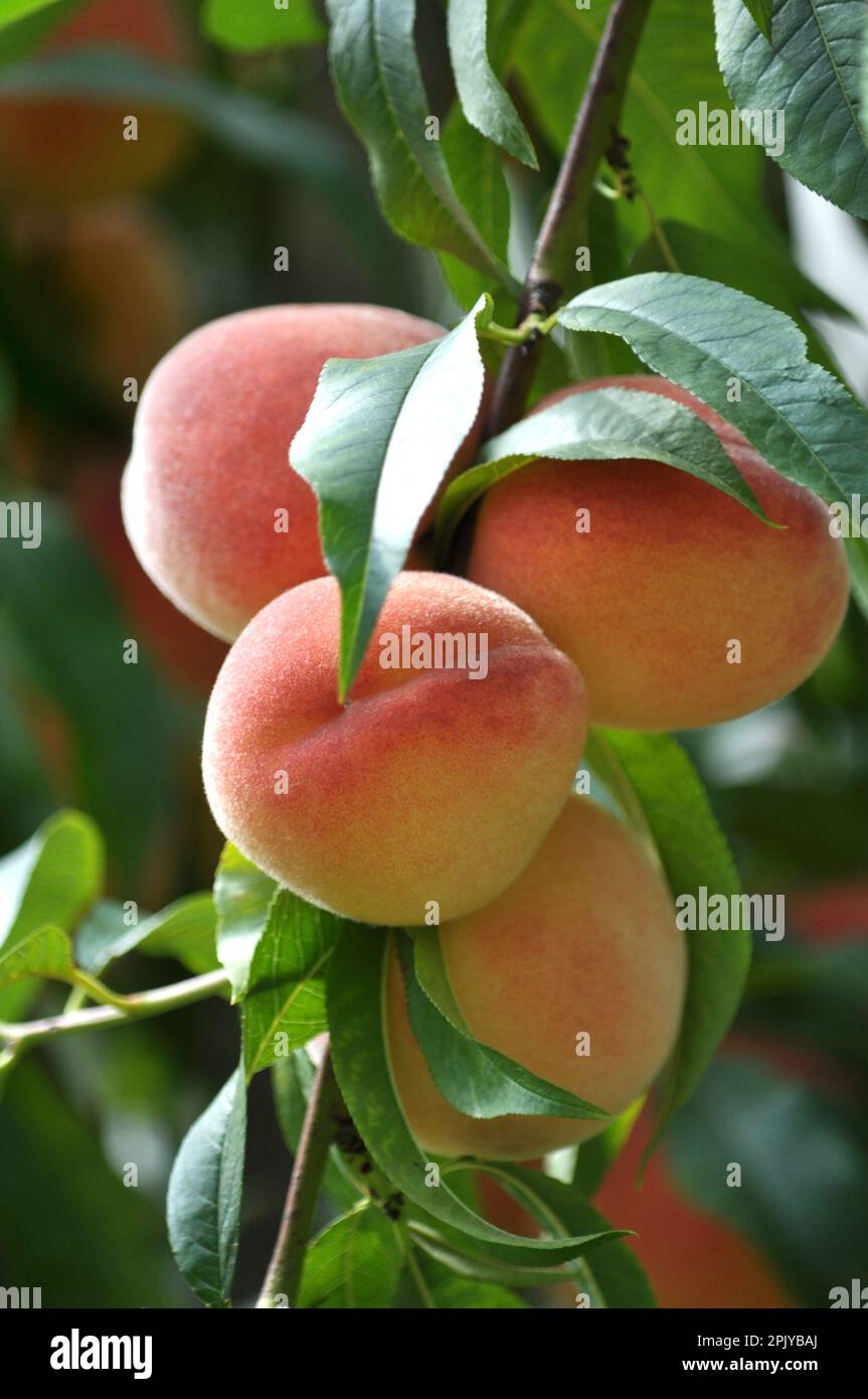 On the branch of a tree with green leaves grow ripe peach fruits Stock ...