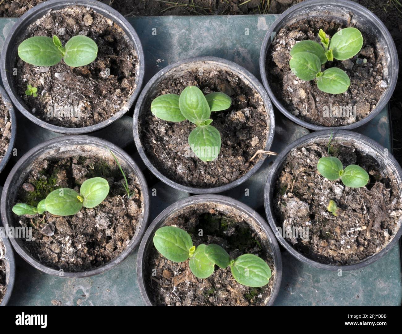 Growing seedlings of cucumbers in plastic pots with organic soil Stock