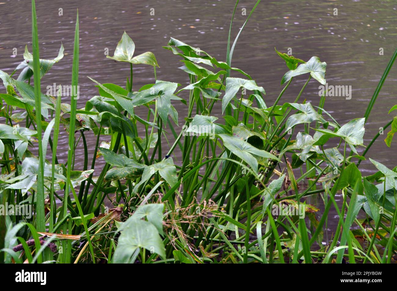 The wild aquatic plant Sagittaria sagittifolia grows in slowflowing