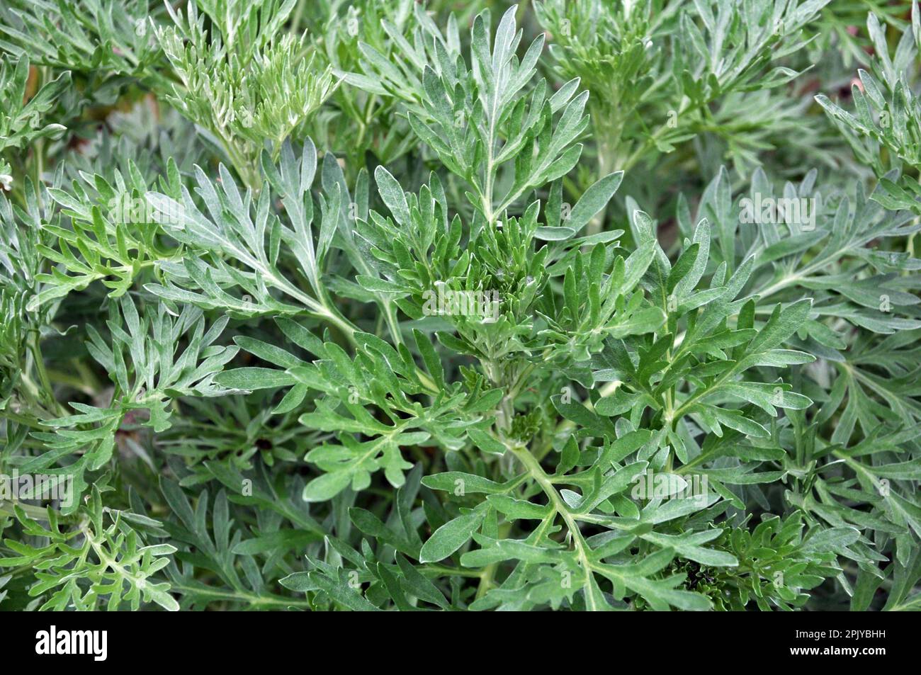 Bitter wormwood (Artemisia absinthium) bush grows in the wild Stock