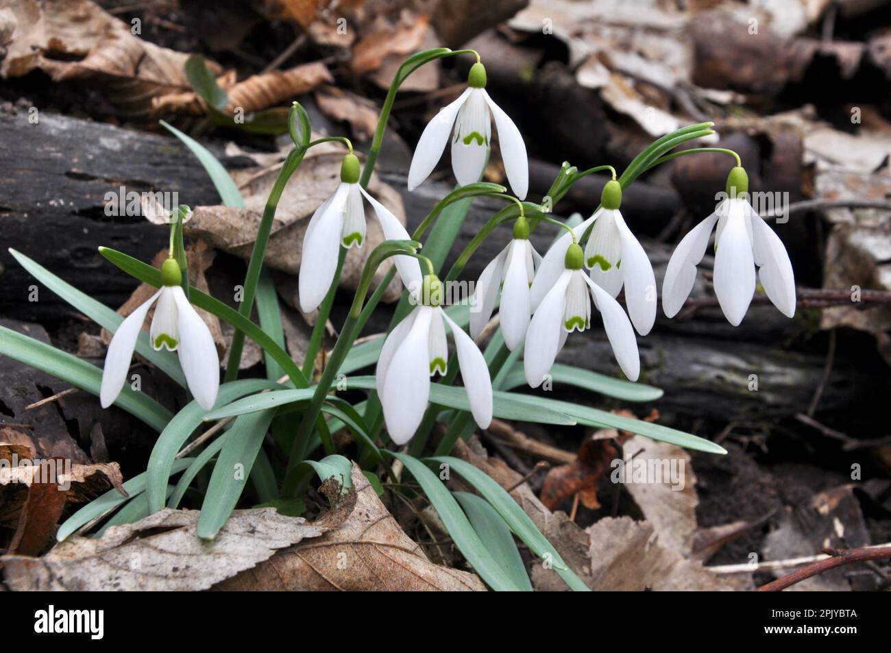 In the forest in the wild in spring snowdrops (Galanthus nivalis) bloom. Stock Photo