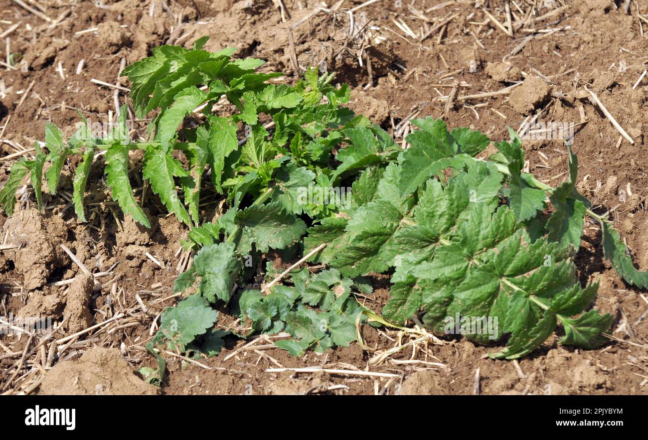 Pastina sowing (Pastinaca sativa), which grows in nature, is used in cooking and medicine. Stock Photo