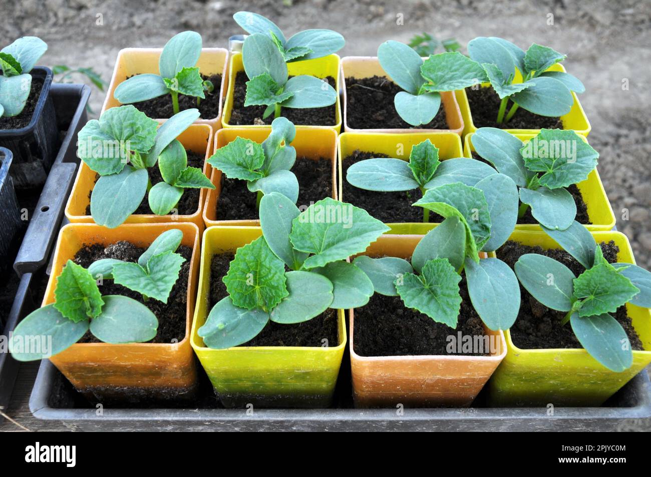 Growing seedlings of cucumbers in plastic pots with organic soil Stock