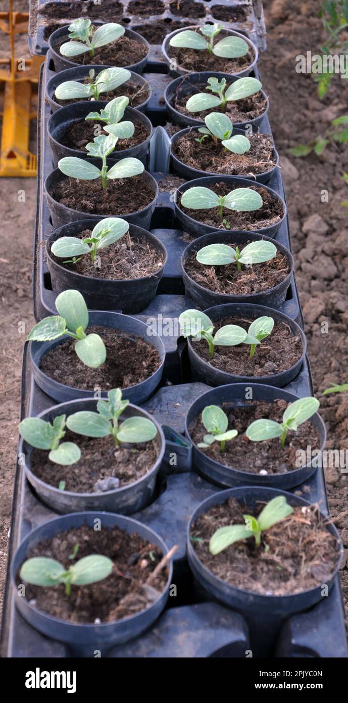 Growing seedlings of cucumbers in plastic pots with organic soil Stock