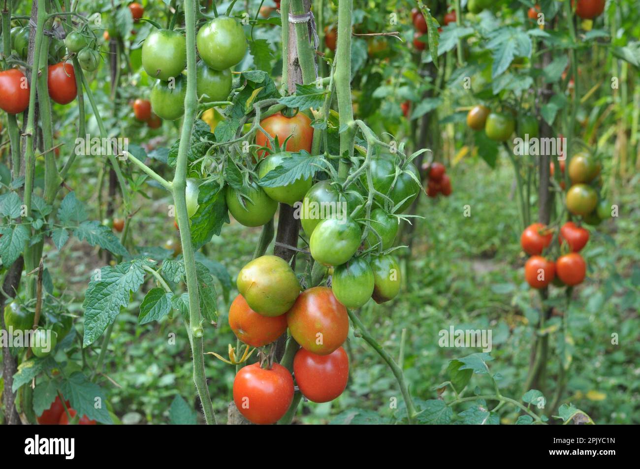 Tomatoes are grown in open organic soil Stock Photo Alamy