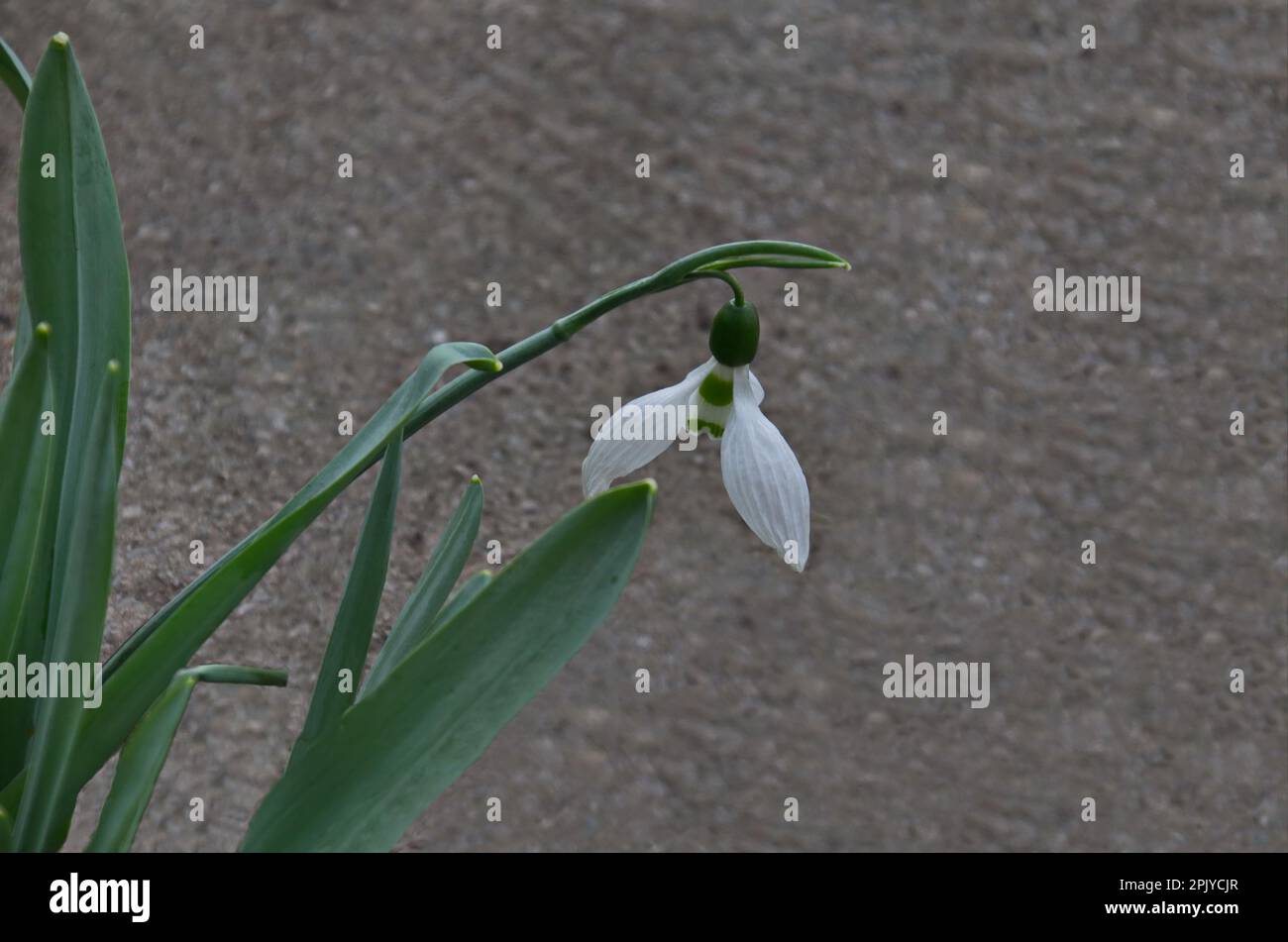Fresh white snowdrop in garden at early spring, Sofia, Bulgaria Stock Photo