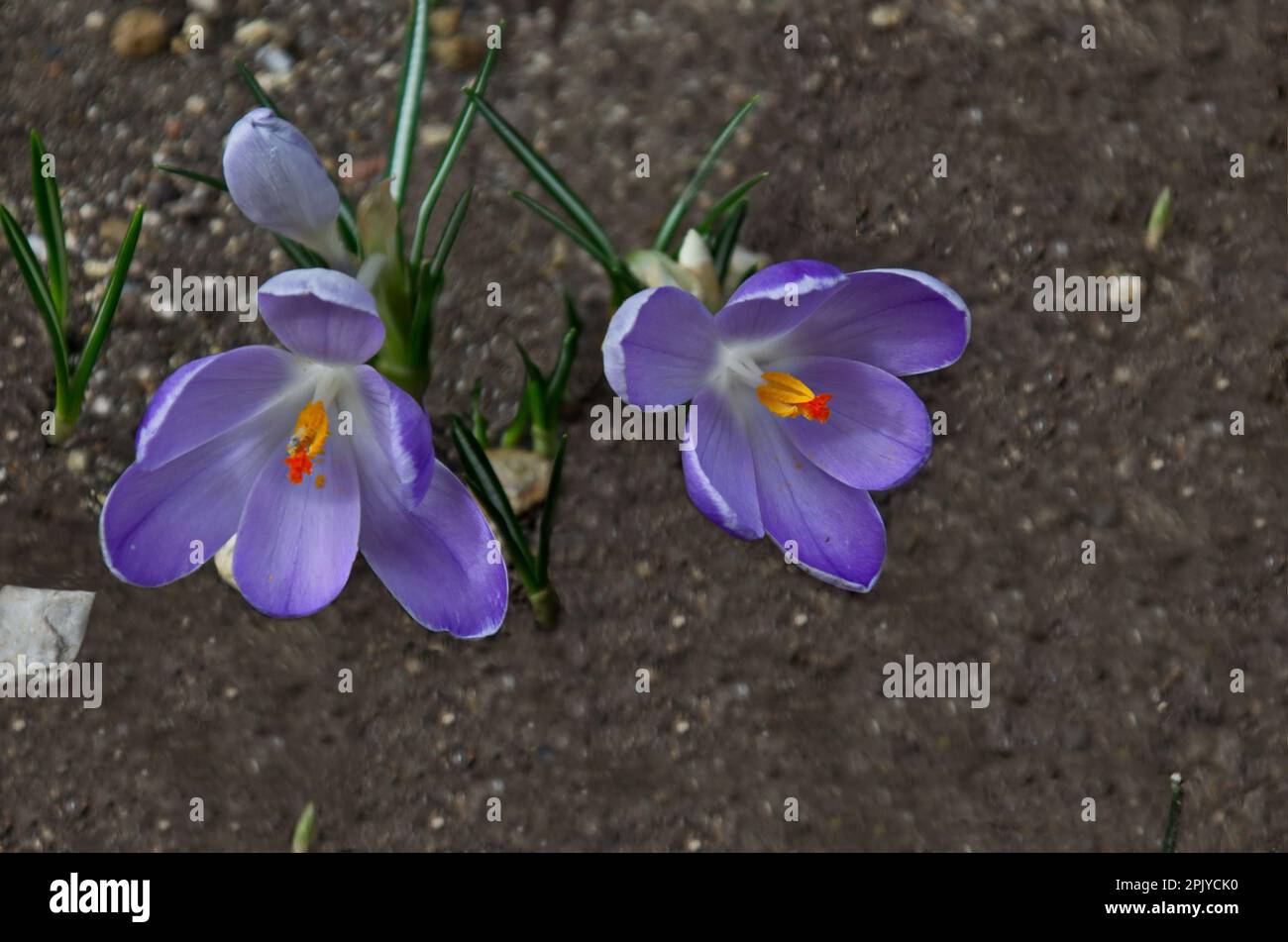 Beautiful spring purple crocus in the garden, Sofia, Bulgaria Stock ...
