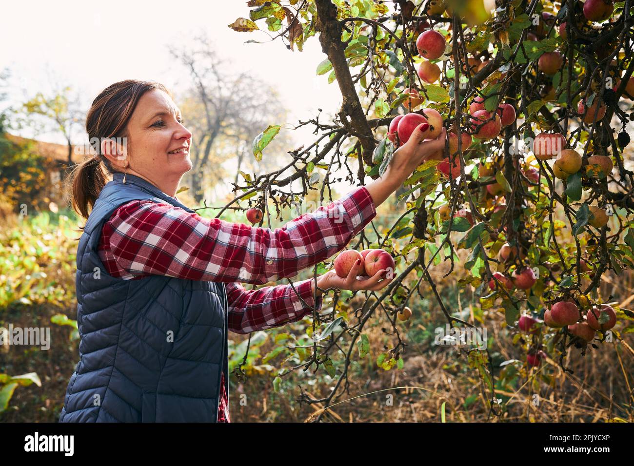 Woman Picking Ripe Apples On Farm Farmer Grabbing Apples From Tree In Orchard Fresh Healthy 8279