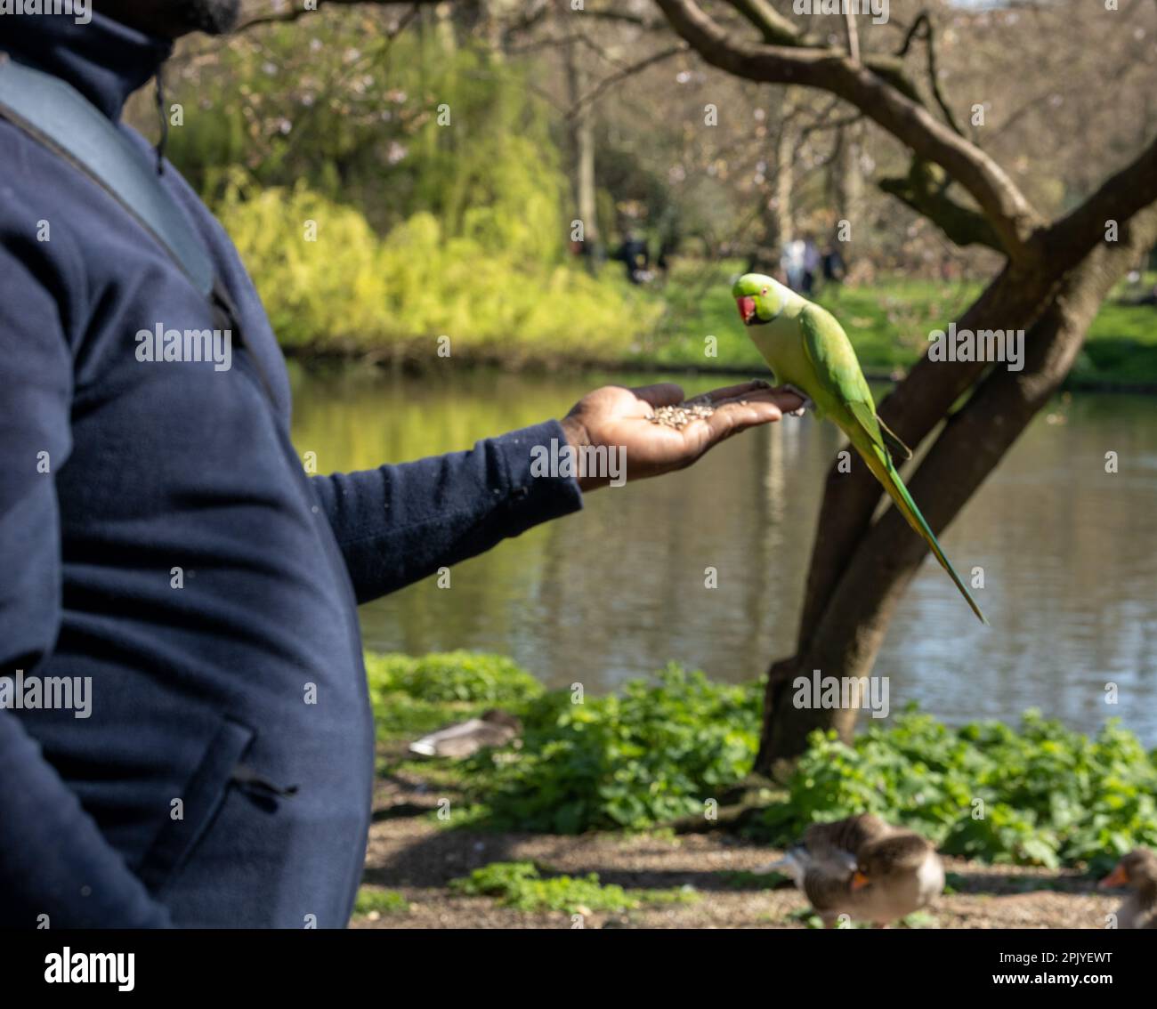 London, UK. 4th Apr, 2023. UK weather, sun bathers enjoying the April sunshine in St James Park London UK and feeding the Parakeets Credit: Ian Davidson/Alamy Live News Stock Photo