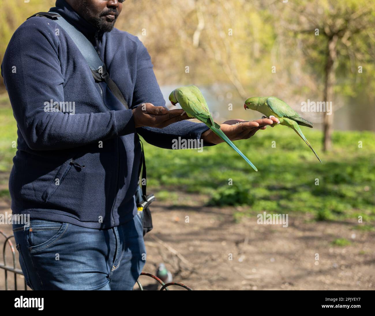 London, UK. 4th Apr, 2023. UK weather, sun bathers enjoying the April sunshine in St James Park London UK and feeding the Parakeets Credit: Ian Davidson/Alamy Live News Stock Photo