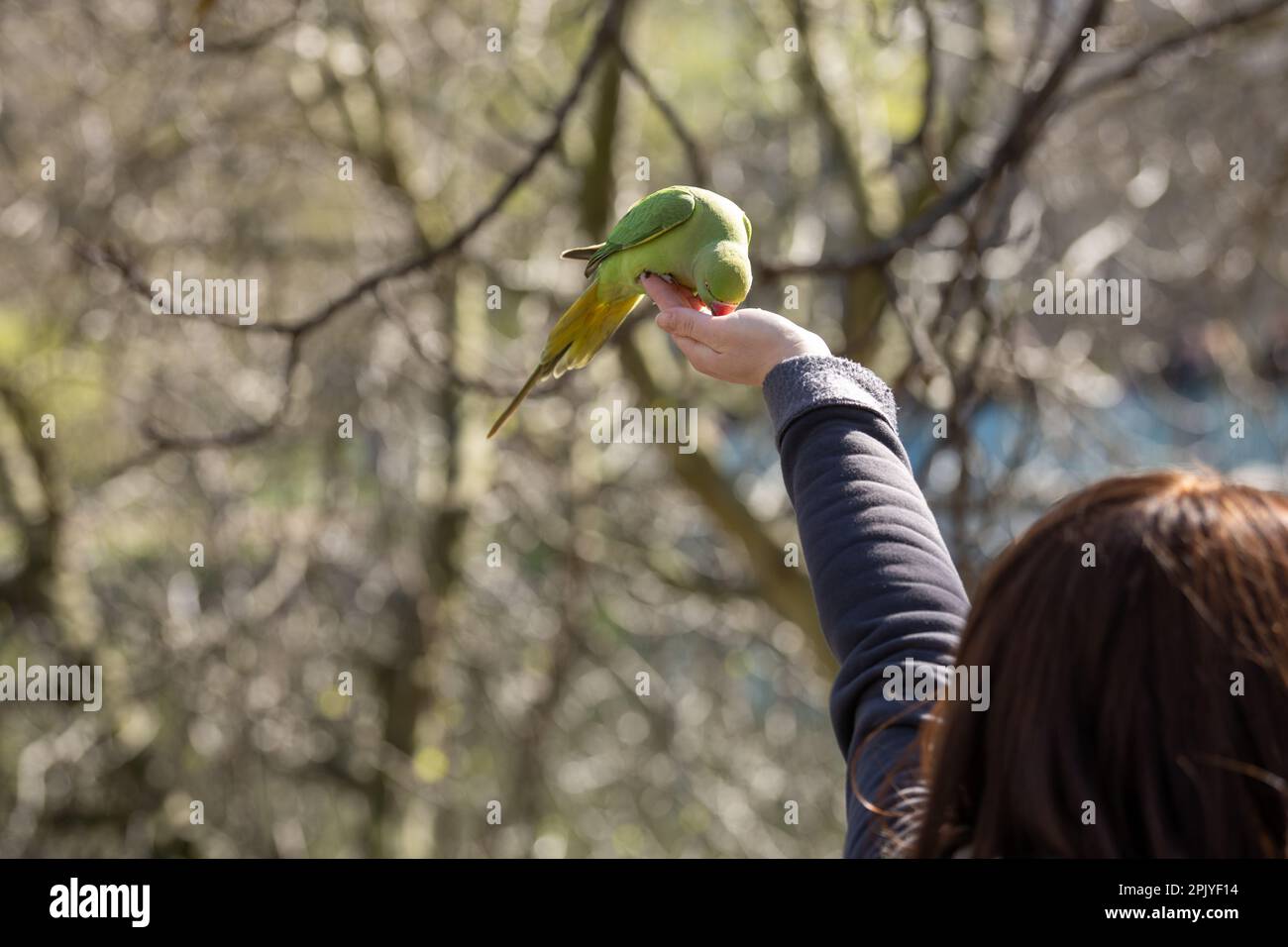 London, UK. 4th Apr, 2023. UK weather, sun bathers enjoying the April sunshine in St James Park London UK and feeding the Parakeets Credit: Ian Davidson/Alamy Live News Stock Photo
