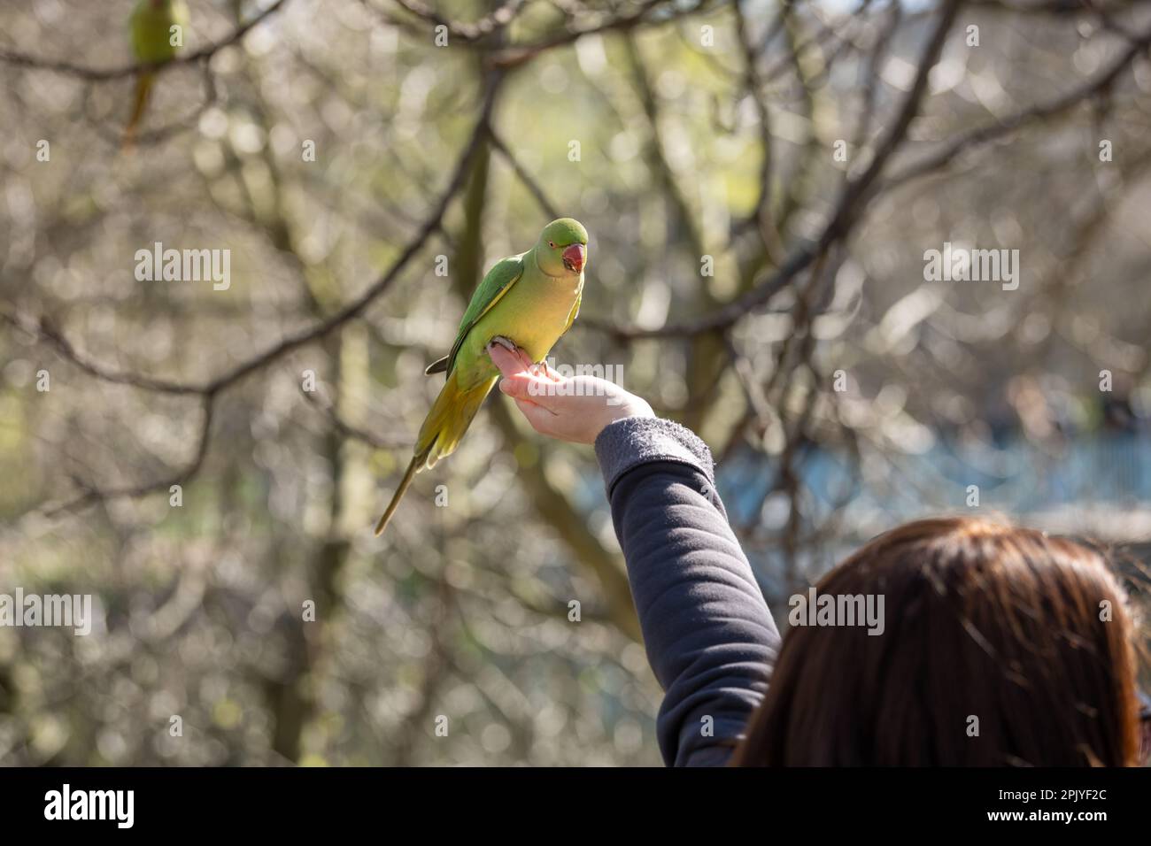 London, UK. 4th Apr, 2023. UK weather, sun bathers enjoying the April sunshine in St James Park London UK and feeding the Parakeets Credit: Ian Davidson/Alamy Live News Stock Photo