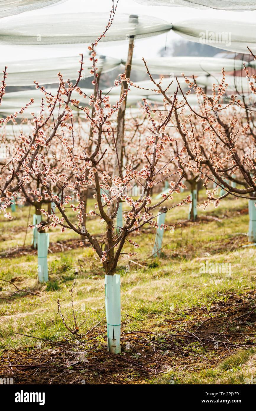 Blooming apricot trees with anti-hail net protection. Spring in fruit orchard Stock Photo