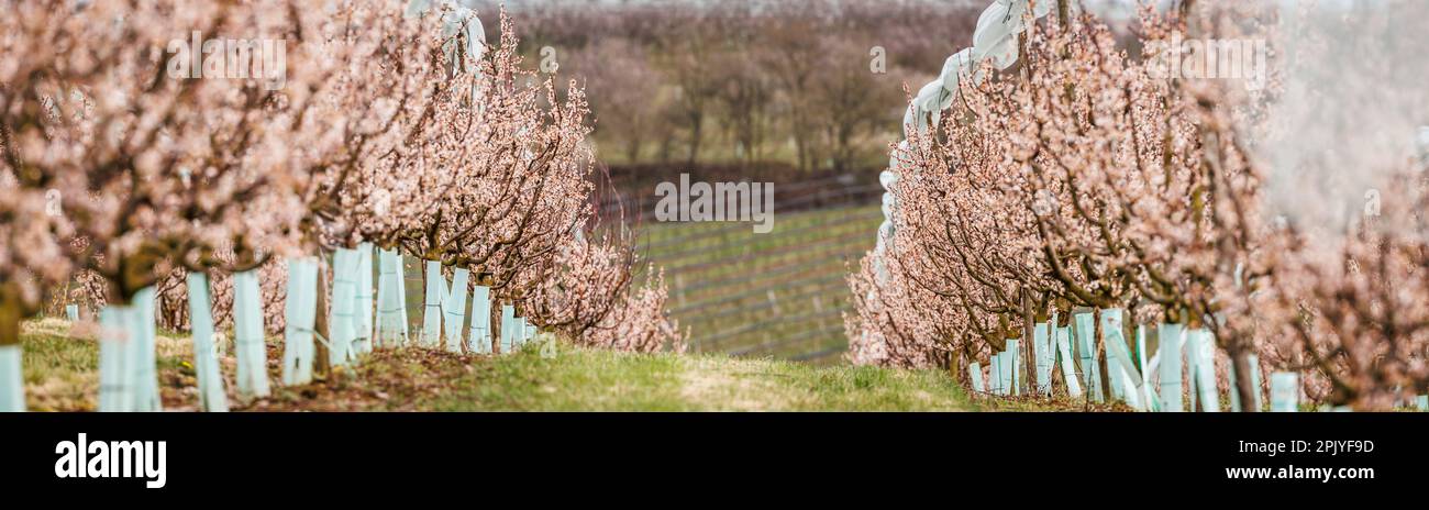 Panoramic view at blooming apricot trees in a row. Spring in fruit orchard. Pink blossom. Selective focus Stock Photo