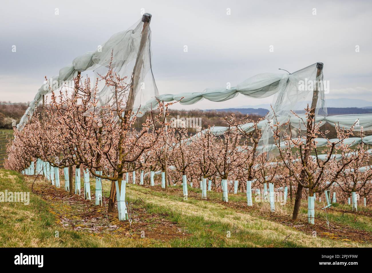 Blooming apricot trees with anti hail net protection. Spring in orchard Stock Photo