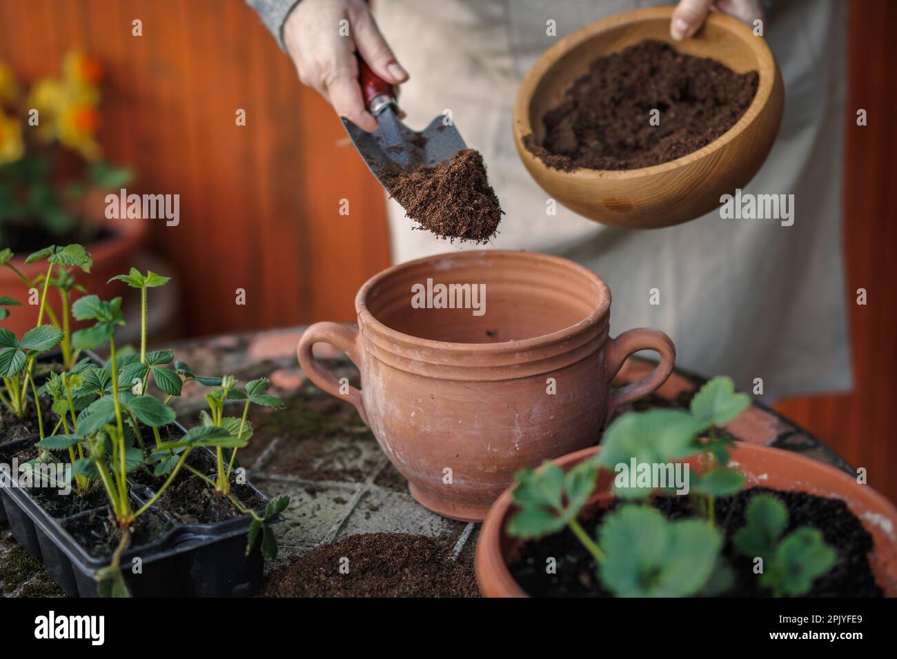Gardener putting soil and compost into flower pot. Planting strawberry