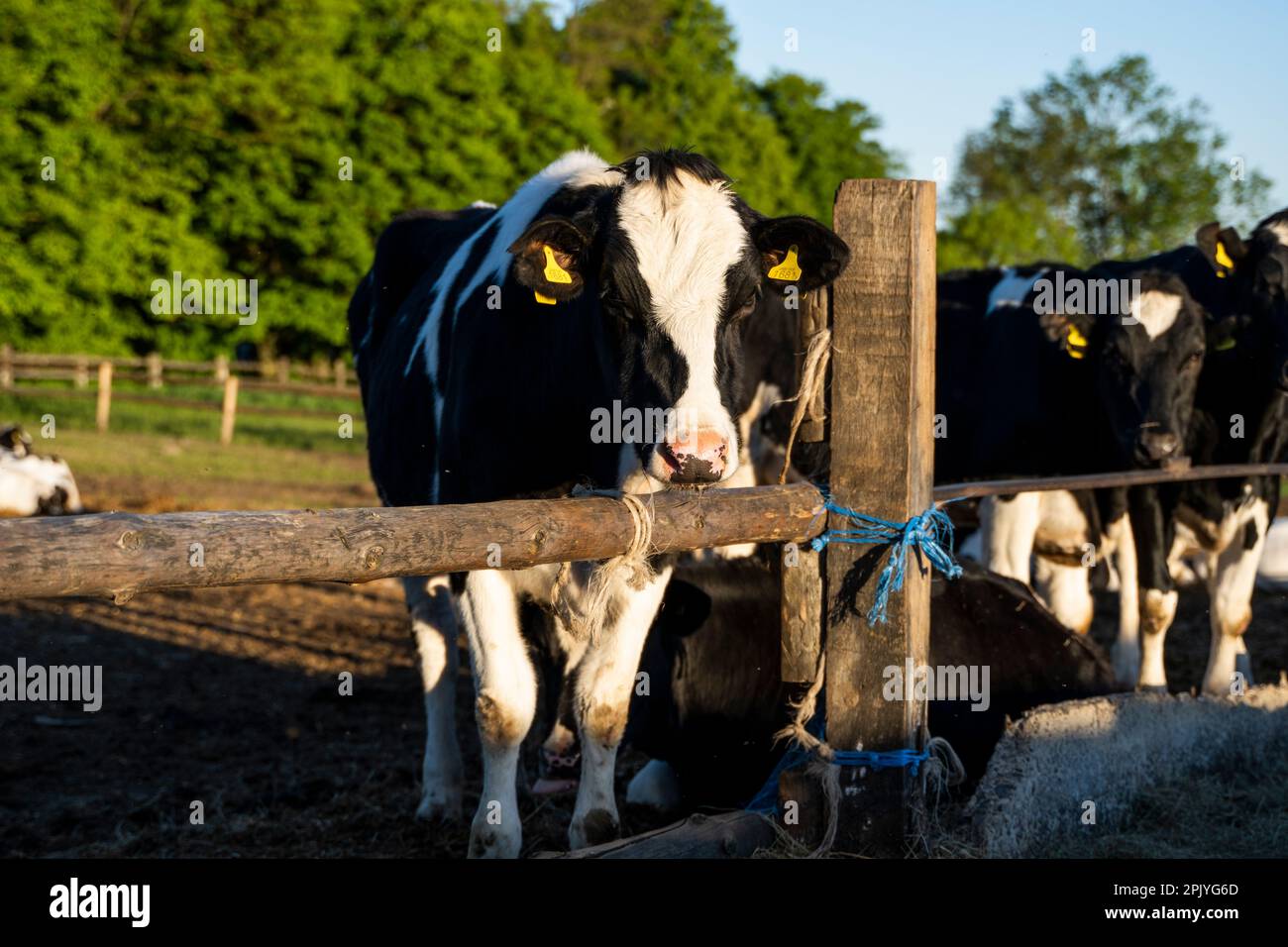 Milk cows in a pen on a farm. Livestock concept. Dairy farm, cattle