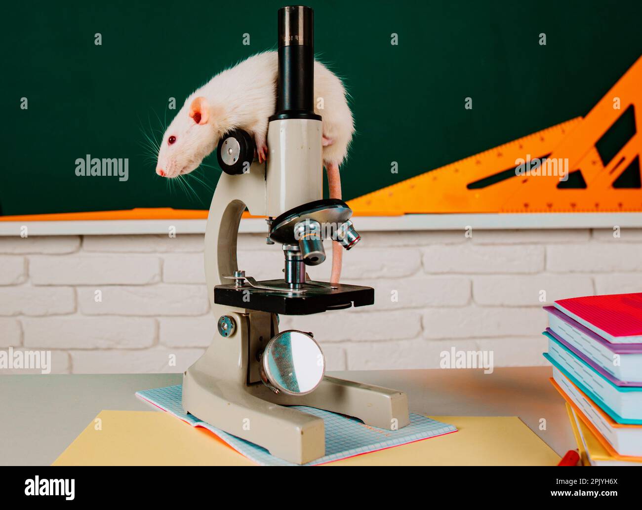 White test rat sitting on microscope. Laboratory rat in a lab. Concept