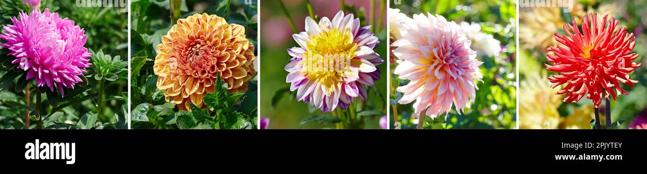 Wide background from blooming dahlia, aster and chrysanthemum. Flower composition. Stock Photo