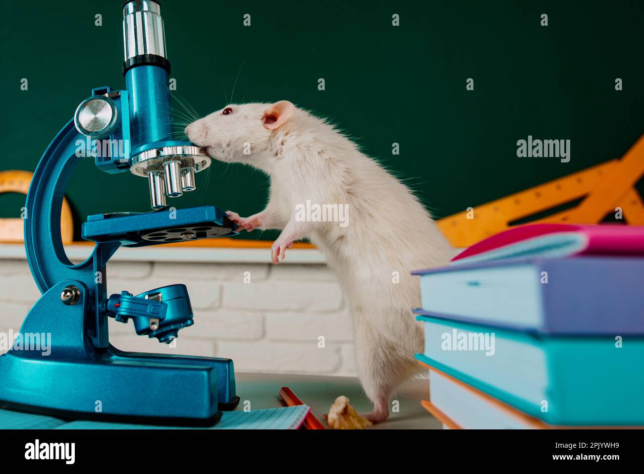 White test rat sitting on microscope, laboratory research. White