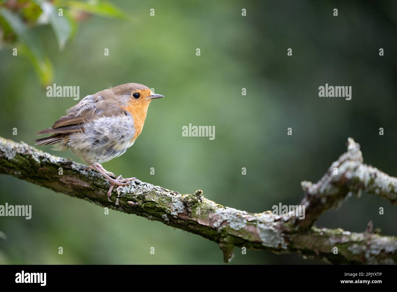 European Robin (Erithacus rubecula) in summer. Perched on a branch with a natural green foliage background - Yorkshire, UK (August 2022) Stock Photo