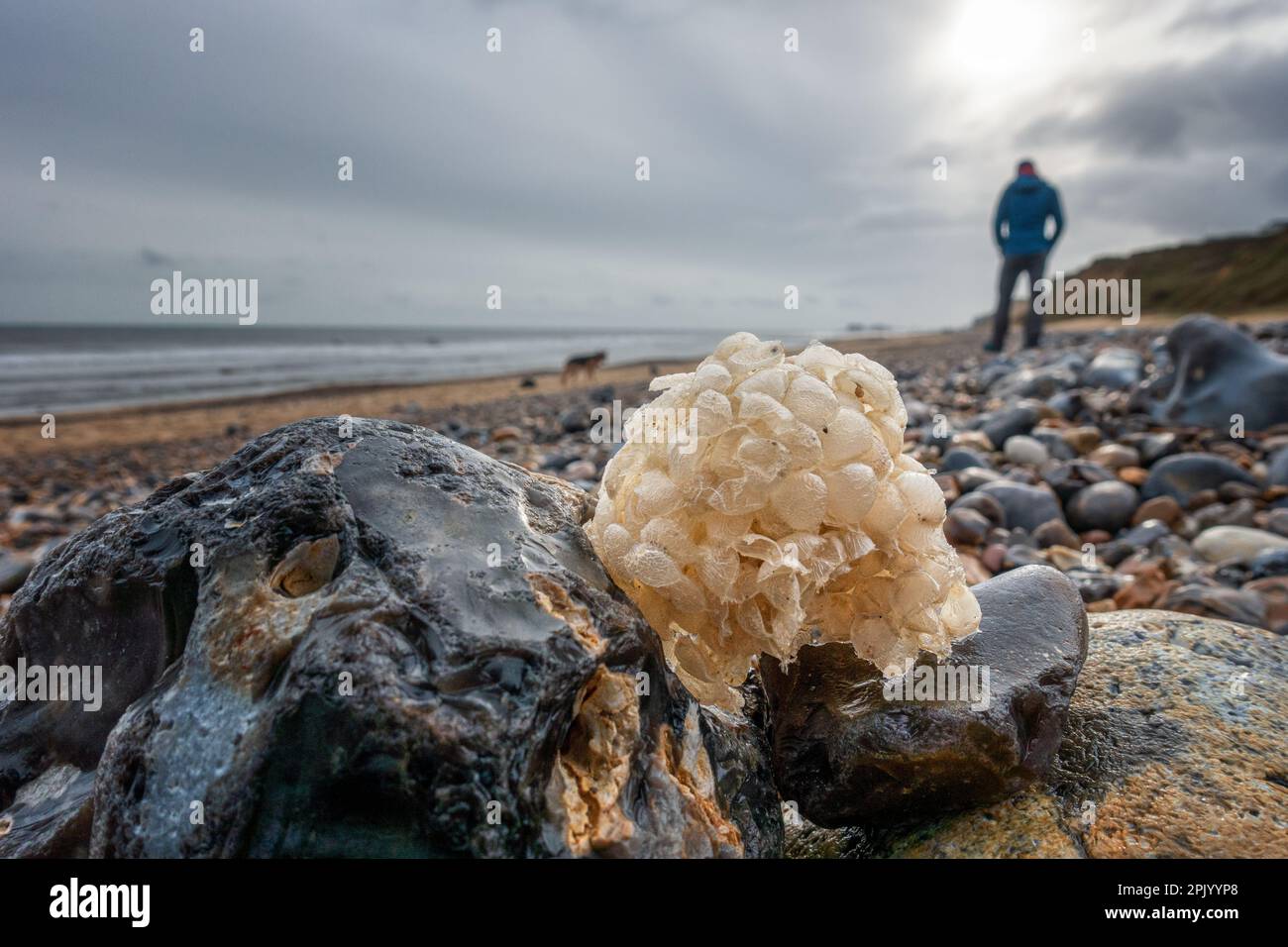 Person fossil hunting on East Runton Beach after finding egg cases of the Common Whelk washed up on shore as ball-like clusters, Norfolk, UK Stock Photo