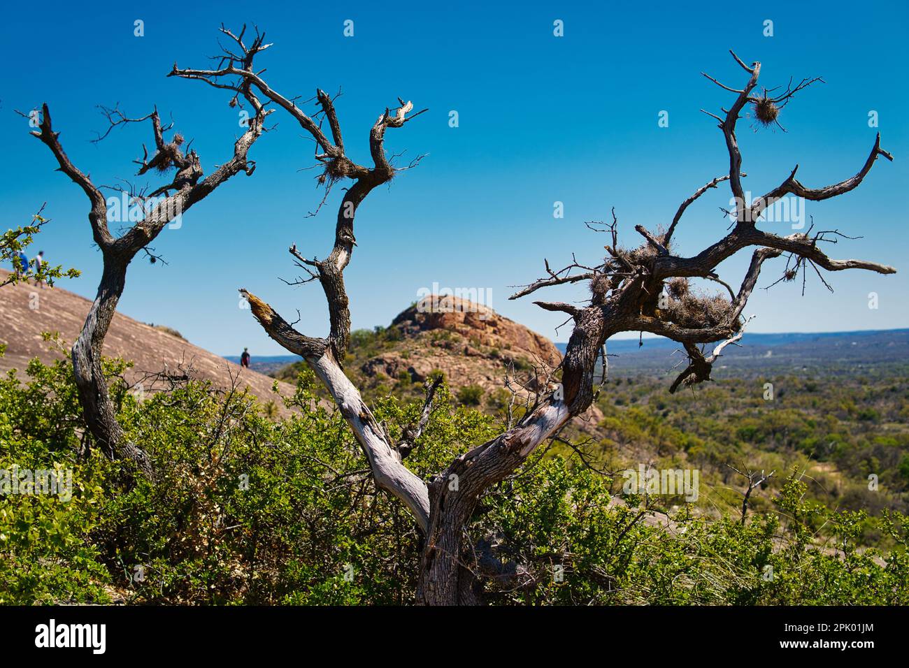 A barren tree in stark contrast to the stunning landscape of rolling hills and valleys visible in the background Stock Photo