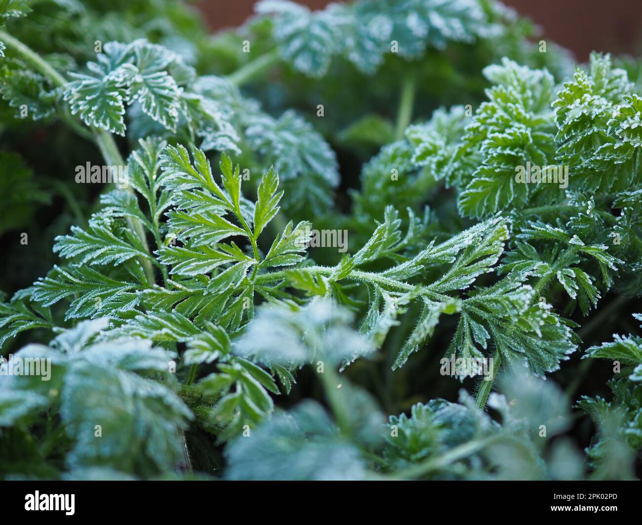 Frosted wild carrot (Daucus carota) leaves close up in a British garden in February Stock Photo