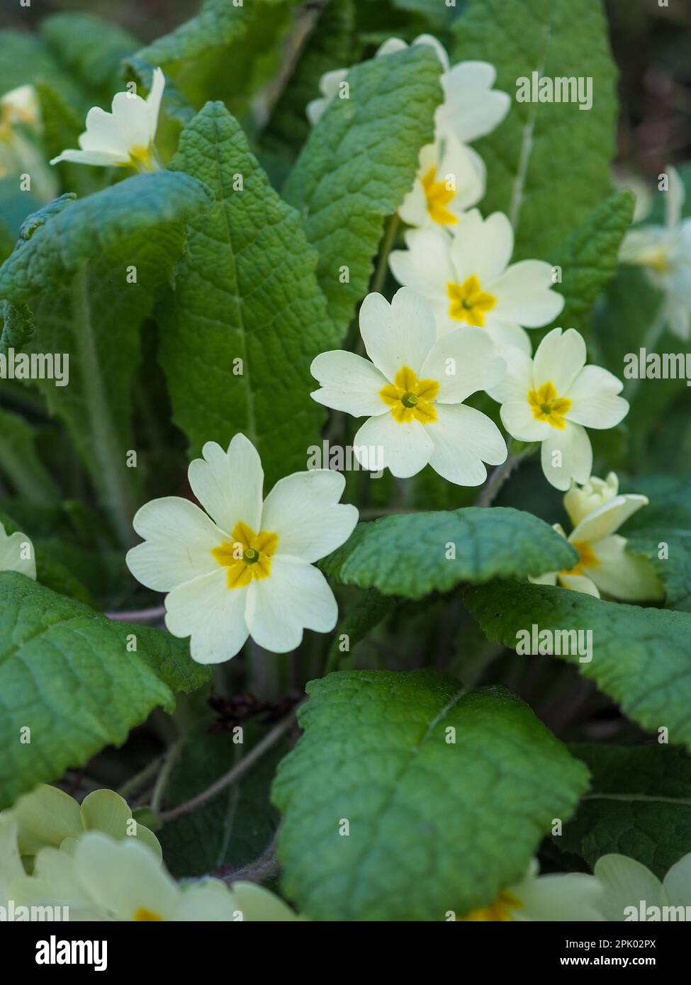 Close up of the flowers and leaves of perennial cream / yellow primroses (Primula vulgaris or English primrose) taken in spring in Britain Stock Photo