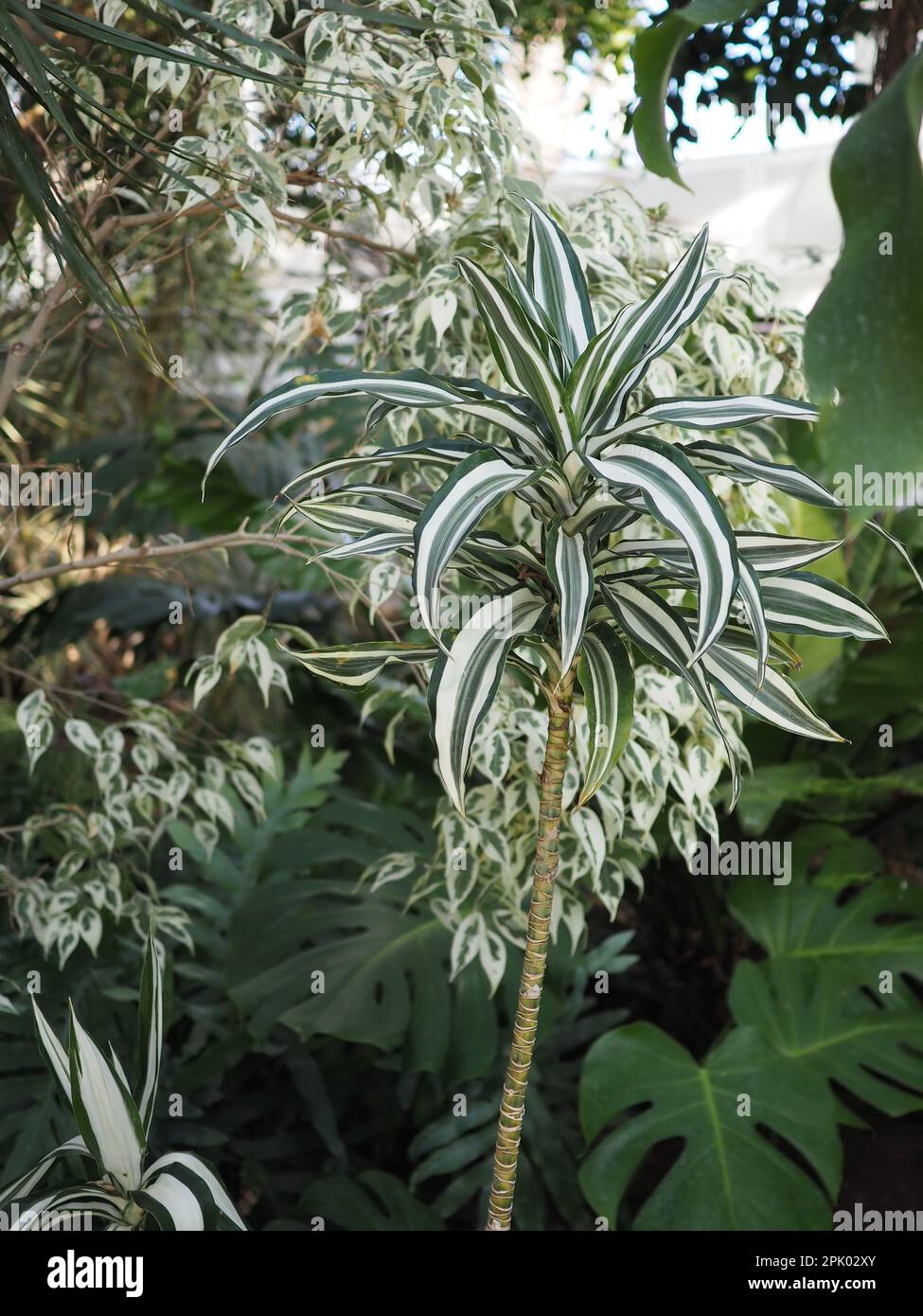Tropical Dracaena deremensis (Corn Plant) with striped leaves on a tall stalk in a glasshouse in the UK Stock Photo