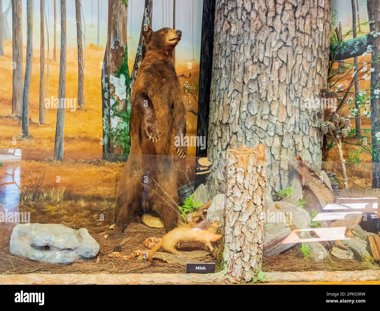 Beavers bend nature center hires stock photography and images Alamy