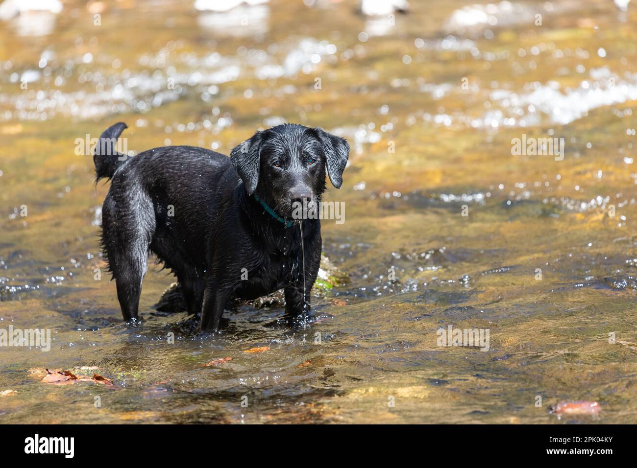 Portrait of a black Labrador standing in a river Stock Photo - Alamy