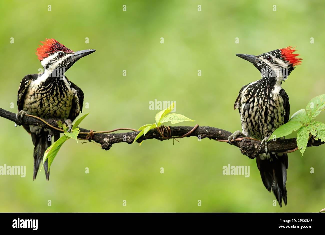 Two black-rumped flameback birds perched atop the branches of a tree Stock Photo
