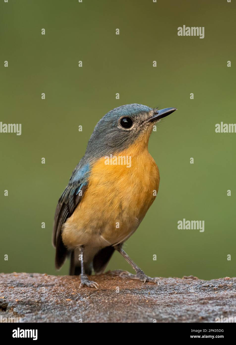 A flycatcher bird perched on a branch of a tree, its feathers ...