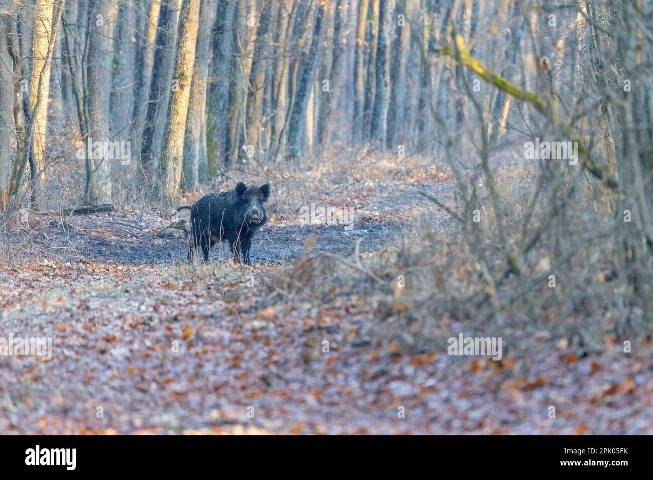 Wild boar on the forest in autumn time Stock Photo