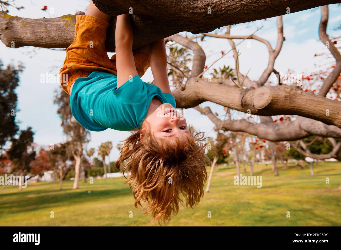 Kids climbing trees, hanging upside down on a tree in a park. Stock Photo