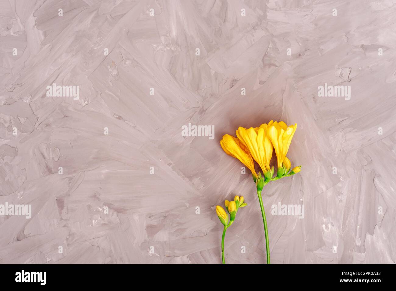Yellow freesia flower on gray concrete background. Top view, flat lay, mockup. Stock Photo