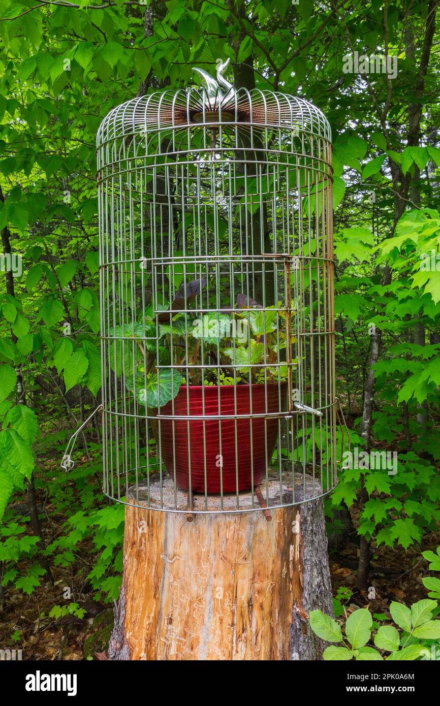 Begonia tuberous plant growing inside steel birdcage in backyard garden in  spring Stock Photo - Alamy