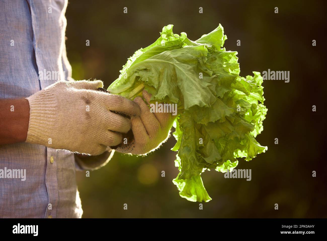 The farmer is holding a bunch of green fresh lettuce in the sun, fresh lettuce from his vegetable garden, growing lettuce vegetables and fruits in his Stock Photo