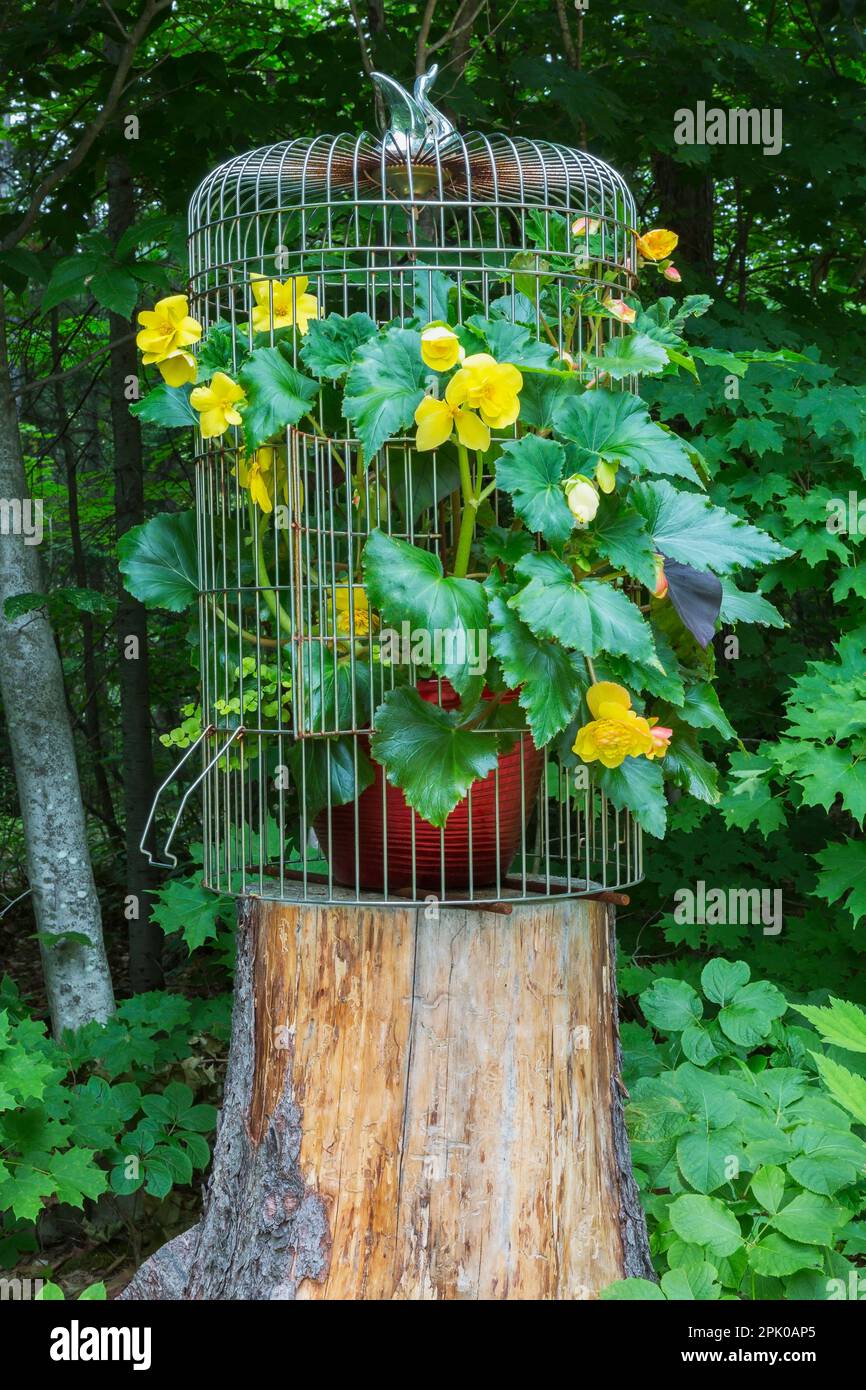 Begonia tuberous plant growing inside steel birdcage in backyard garden