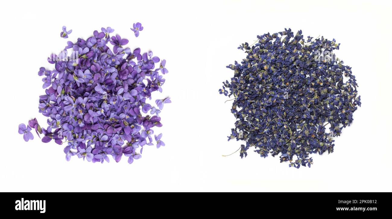 Fresh and dry Sweet violet or Common violet flowers isolated on white