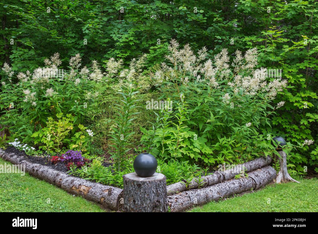 Persicaria polymorpha - Fleeceflower in tree trunk edged border in backyard garden in summer. Stock Photo